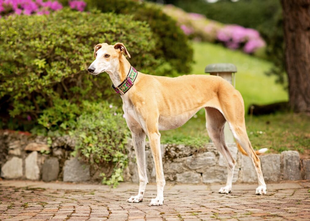 #66. Greyhound